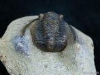 Detailed Cornuproetus Cornutus Trilobite #2071-2